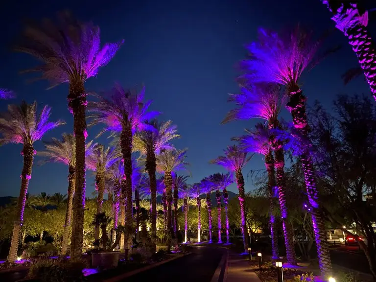 Palm tree lighting